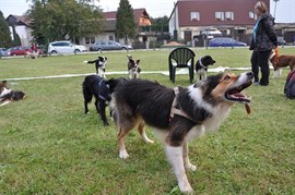 Psí agility MONT AGI Hulín