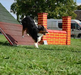 Psí agility MONT AGI 2015